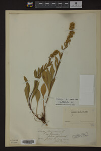 Solidago spathulata image