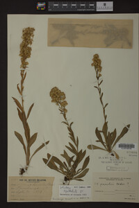 Solidago spathulata image