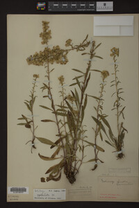Solidago spathulata image