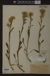 Solidago spathulata image