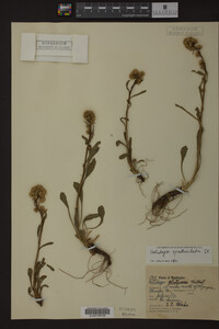 Solidago spathulata image