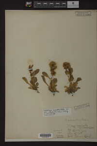 Image Associated With the Occurrence