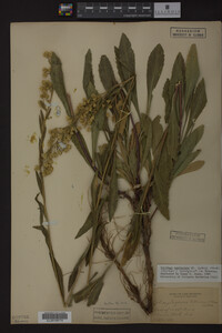Image Associated With the Occurrence