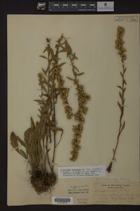 Image Associated With the Occurrence