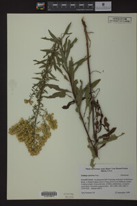 Solidago speciosa image