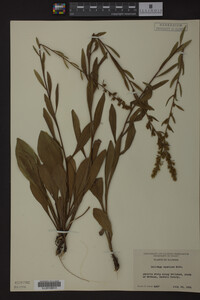 Solidago speciosa image