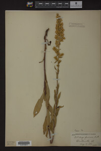 Solidago speciosa image