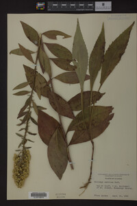 Solidago speciosa image