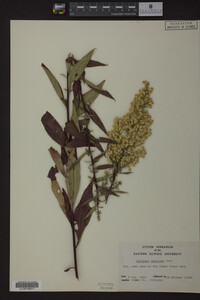 Solidago speciosa image