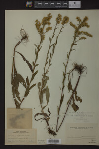 Solidago speciosa image
