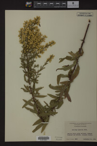 Solidago speciosa image