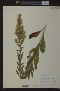 Solidago speciosa image