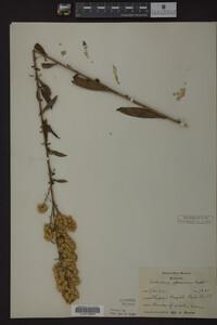 Solidago speciosa image