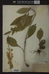 Solidago speciosa image