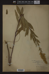 Image Associated With the Occurrence