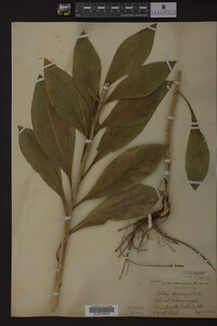 Solidago speciosa image