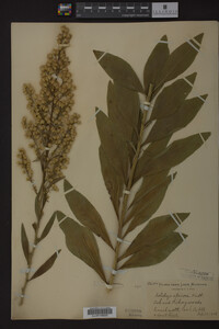 Solidago speciosa image
