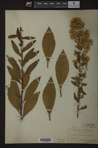 Solidago speciosa image