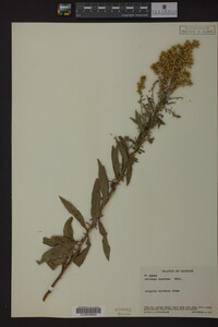 Solidago speciosa image