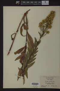 Solidago speciosa image