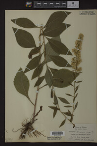 Solidago speciosa image