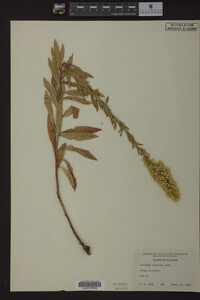 Solidago speciosa image