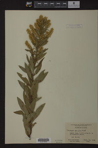 Solidago speciosa image