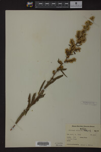 Solidago speciosa image