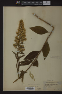 Solidago speciosa image