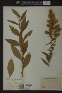 Solidago speciosa image