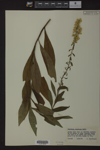 Solidago speciosa image