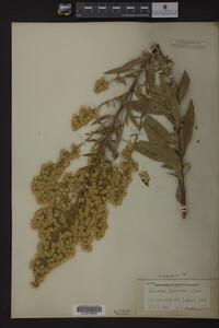 Solidago speciosa image