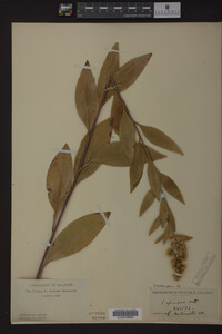 Solidago speciosa image