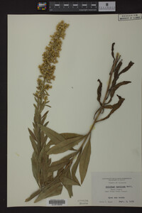 Solidago speciosa image