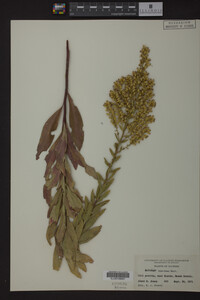 Solidago speciosa image
