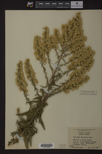Solidago speciosa image