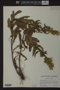 Solidago speciosa image