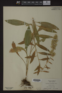 Solidago speciosa image