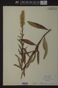 Solidago speciosa image