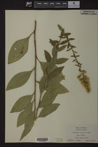 Solidago speciosa image