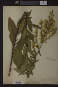 Solidago speciosa image