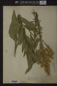 Solidago speciosa image