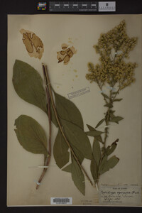 Solidago speciosa image
