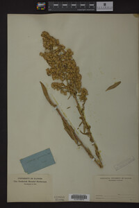 Solidago speciosa image