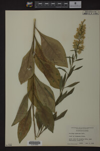 Solidago speciosa image