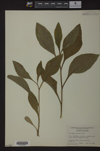 Solidago speciosa image