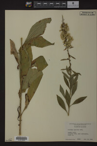 Solidago speciosa image