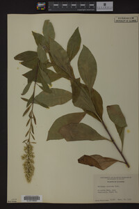 Solidago speciosa image