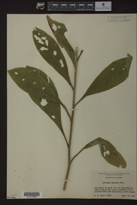 Solidago speciosa image