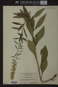 Solidago speciosa image